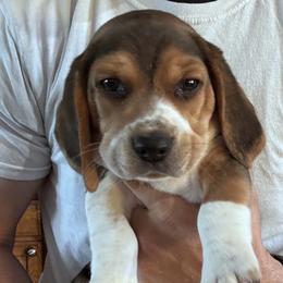 Beagle Puppies from Vaughn Gross