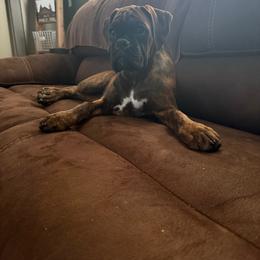 Indie - Boxer