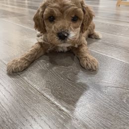 Cavapoo Puppies from SoCal Cavapoos