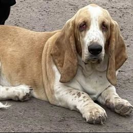 Abigail - Basset Hound
