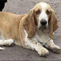 Abigail - Basset Hound