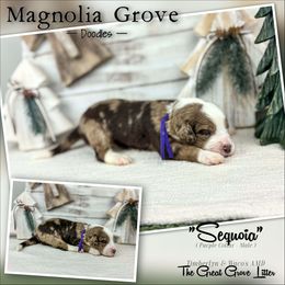 Sequoia - Purple Collar - male Australian Mountain Doodle puppy in Oxford, Alabama from Magnolia Grove Doodles