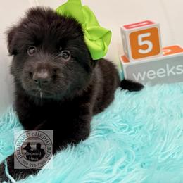 German Shepherd Puppies from Vom Broward Haus