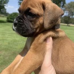 Boxer Puppies from Baton Rouge Boxers