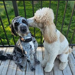 Aussiedoodle Puppies from B's Aussiedoodles