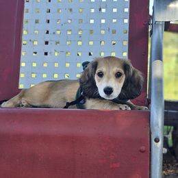 Dachshund Puppies from Monica’s Treasured Dachshunds