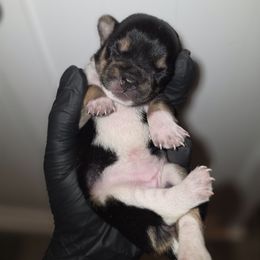 Majestic - Black and white female Chihuahua puppy in Camden, New Jersey from Maldonado Pet Life Breeder LLC.