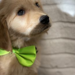 Golden Retriever Puppies from GB kennel