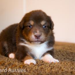 Caramel - Red tri-color female Australian Shepherd puppy in Stephenville, Texas from AW Standard Aussies