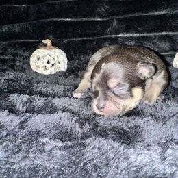 Jingle - Black and tan male Chihuahua puppy in Palmyra, Indiana from Country Star Chihuahuas