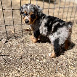 Miniature Australian Shepherd Puppies from Finnigan Farms Aussies