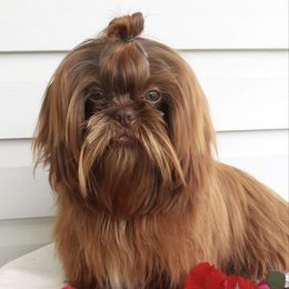 Choco - Shih Tzu