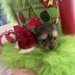 Sparkles - Blue and gold female Yorkshire Terrier puppy in Belpre, Ohio from Blackwoods Yorkies