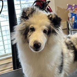 female - Shetland Sheepdog puppy from Tristar Shelties