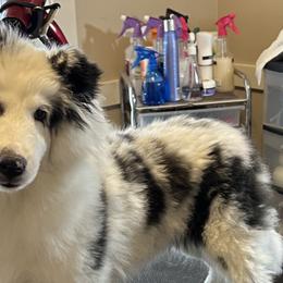 female - Shetland Sheepdog puppy from Tristar Shelties