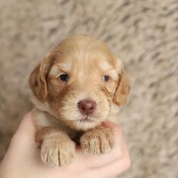 Green - Caramel male Australian Labradoodle puppy in Williamstown, New York from Lewis Manor Labradoodles