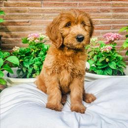Seahawk - Red  male Goldendoodle puppy in Everett, Washington from Big Top Doodles