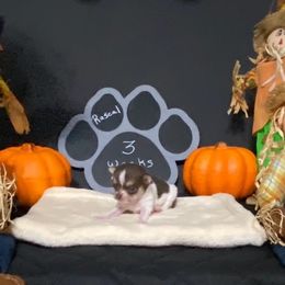 Chihuahua Puppies from Mystic Angels Chihuahuas