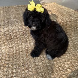 Goldendoodle Puppies from Our Darling Doodles