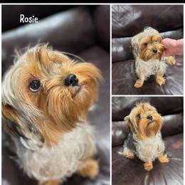 Rosie - Morkie