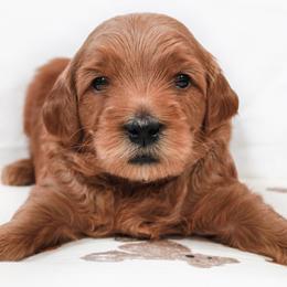 Hugs - Red  male Goldendoodle puppy in Spartanburg, South Carolina from Sunset Cove Goldendoodles