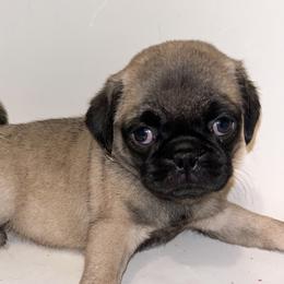 Mia (purple) - Fawn female Pug puppy in Hereford, Arizona from Broken Road Ranch Pugs