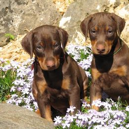 Doberman Pinscher Puppies from Laurel Vail