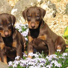 Doberman Pinscher Puppies from Laurel Vail