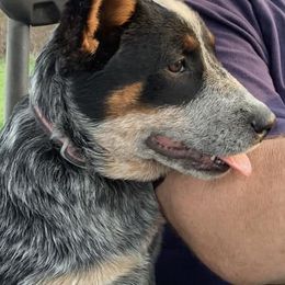 Australian Cattle Dog All Grown Up from McCalls Cattle Dogs