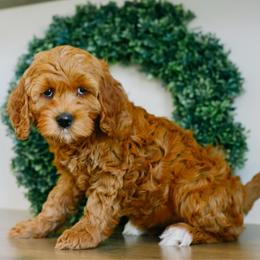 Olive - Red  female Goldendoodle puppy in Spanish Fork, Utah from K Brand Doodles
