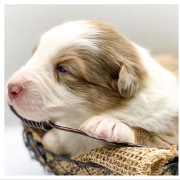 Australian Shepherd Puppies from Soggy Bottom Farms