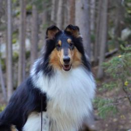 Collies from Pineland Collies