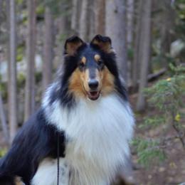 Collies from Pineland Collies