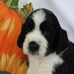 Birch - Black and white male English Springer Spaniel puppy in Lexington, South Carolina from House Tiner Springers