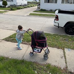 Cavalier King Charles Spaniel Puppies from Family first cavaliers