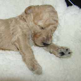 Goldendoodle and Poodle Puppies from David & Patricia Elliott