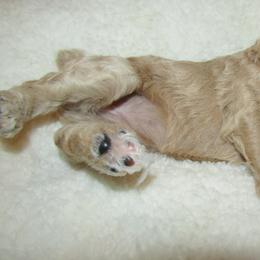 Goldendoodle and Poodle Puppies from David & Patricia Elliott