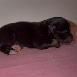 Bunny - Black tri-color female Australian Shepherd puppy in Windsor, New York from Double B Aussies