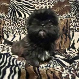 Princess Lana - Black white and silver female Shih Tzu puppy in Summerdale, Mississippi from Goldens AKC Shih Tzu Puppies