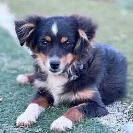 Fancy - Black tri female Toy Australian Shepherd puppy in Lordsburg, New Mexico from Bootheel Doxies