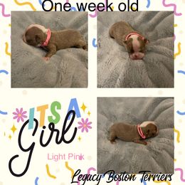 Boston Terrier Puppies from Legacy Boston Terriers