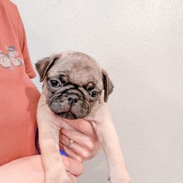 Bruce (Bruce Lee) - Pug puppy in Oregon from Hailey's Pugs