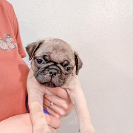 Bruce (Bruce Lee) - Pug puppy in Oregon from Hailey's Pugs