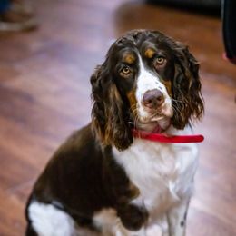 Bailee - English Springer Spaniel