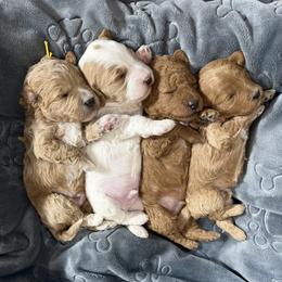 Goldendoodle puppies from Krispydoodle