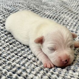Olaf - White male Russell Terrier puppy in Valley Mills, Texas from Bar Rafter C Shorty Jacks