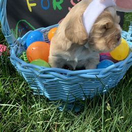 Chunk - Buff and white Cocker Spaniel puppy in Virginia from S&J Spaniels