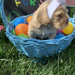 Chunk - Buff and white Cocker Spaniel puppy in Virginia from S&J Spaniels