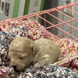 Girl 1 - Cream female Maltipoo puppy in Brooksville, Florida from DeVall Maltipoos