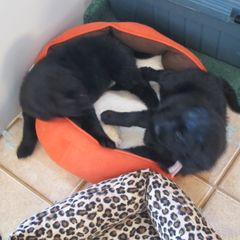 Flat-Coated Retriever Puppies from Beacon's Flat-Coated Retrievers